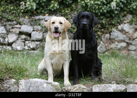 Dog Labrador Retriever  two adults (yellow and black) sitting in a meadow Stock Photo