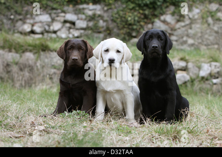 Dog Labrador Retriever  three puppies different colors (chocolate, yellow and black) sitting Stock Photo