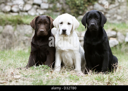 Dog Labrador Retriever  three puppies different colors (chocolate, yellow and black) sitting Stock Photo