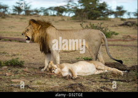 Lions mating (Panthero leo), Maasai Mara National Reserve, Kenya Stock ...