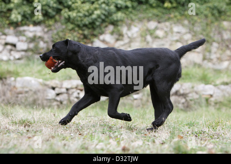 Dog Labrador Retriever / adult (black) retrieving a dummy Stock Photo
