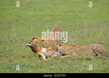 Two Cheetahs killing a wildebeest calf in the grasslands of Ndutu in Ngorongoro conservation area in north Tanzania, Africa Stock Photo