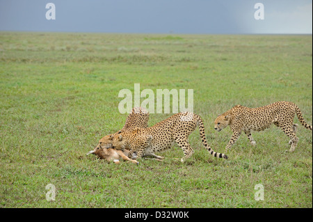 Three Cheetahs killing a wildebeest calf in the grasslands of Ndutu in Ngorongoro conservation area in north Tanzania, Africa Stock Photo