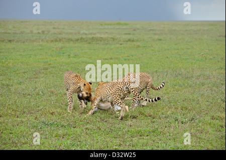 Three Cheetahs killing a wildebeest calf in the grasslands of Ndutu in Ngorongoro conservation area in north Tanzania, Africa Stock Photo