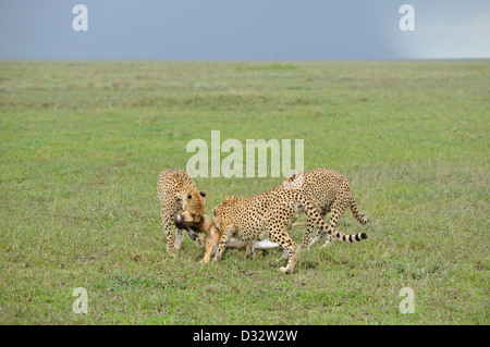 Three Cheetahs killing a wildebeest calf in the grasslands of Ndutu in Ngorongoro conservation area in north Tanzania, Africa Stock Photo