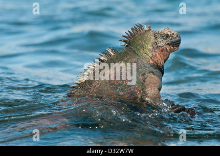 Galapagos Marine Iguana (Amblyrhynchus cristatus) Entering the sea, Santiago island, Galapagos Stock Photo