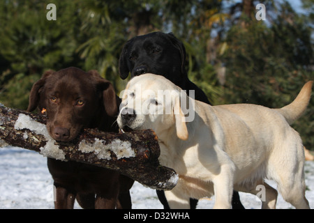 Dog Labrador Retriever  three adults (black, chocolate and yellow) playing with a stick Stock Photo