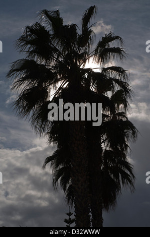 palm tree silhouetted against dark grey sky, Stock Photo