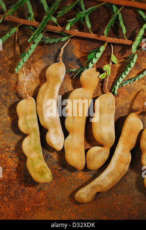 Young tamarind tree hi-res stock photography and images - Alamy