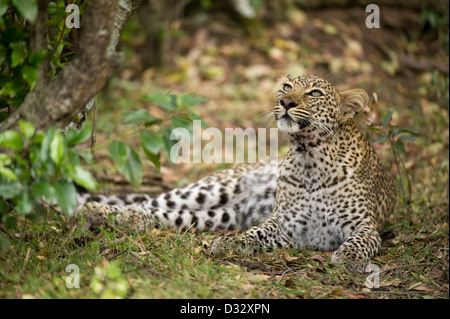 Leopard (Panthera pardus), Maasai Mara National Reserve, Kenya Stock Photo