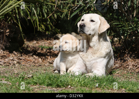 Dog Labrador Retriever  adult and puppy (yellow) in a garden Stock Photo