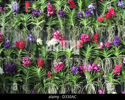 London, UK. 7th February 2013.  Wall covered in Vanda orchids. Credit:  Susanne Masters / Alamy Live News Stock Photo