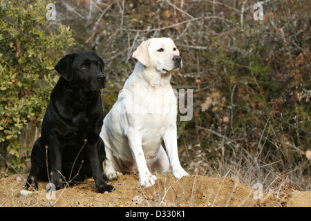 Dog Labrador Retriever  two adults (black and yellow) sitting in a wood Stock Photo