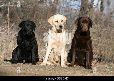 Dog Labrador Retriever  three adults different colors (black, yellow and chocolate) in a forest Stock Photo