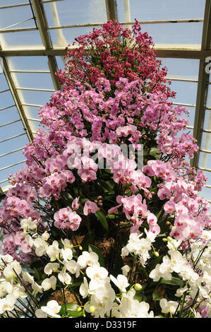 London, UK. 7th February 2013.  Tower of white and pink Phalaenopsis orchids. Credit:  Susanne Masters / Alamy Live News Stock Photo