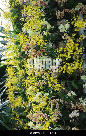 London, UK. 7th February 2013.  Towers of yellow Oncidium and Phalaenopsis orchids. Credit:  Susanne Masters / Alamy Live News Stock Photo