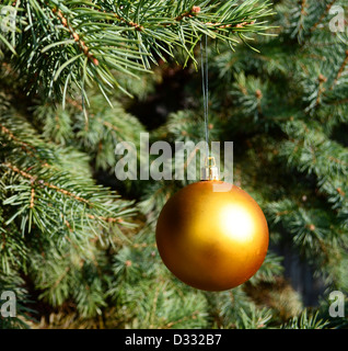 Golden bauble ornament on Chrtistmas tree closeup Stock Photo