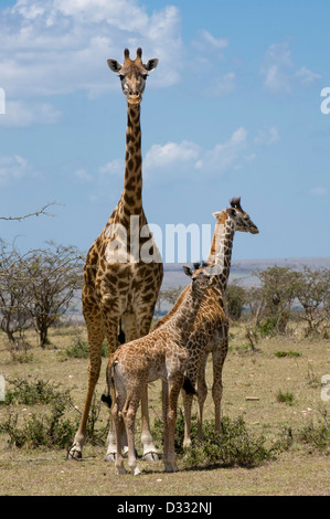 Maasai giraffe (Giraffa camelopardalis tippelskirchi), Maasai Mara National Reserve, Kenya Stock Photo