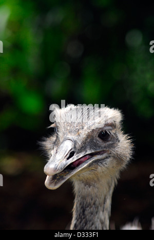Close up detail of the head of an ostrich Stock Photo
