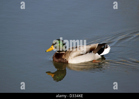 A colorful Male Mallard Duck swims in a small freshwater pond. Stock Photo