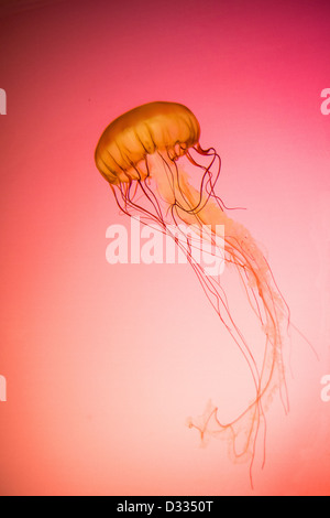 Photograph of a live Pacific Northwest Sea Nettle Jellyfish backlit on a red/orange background.