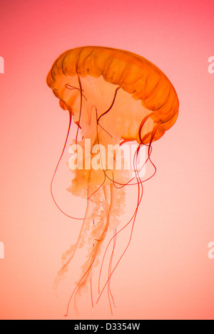 Photograph of a live Pacific Northwest Sea Nettle Jellyfish on a red/orange background.