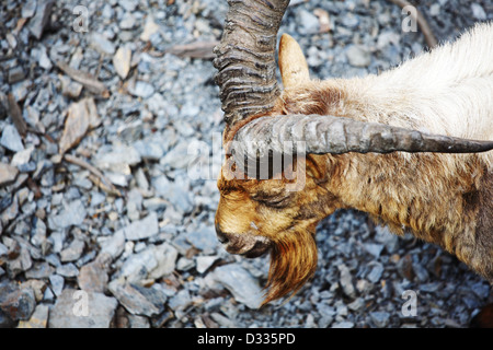 goat in wild close up Stock Photo