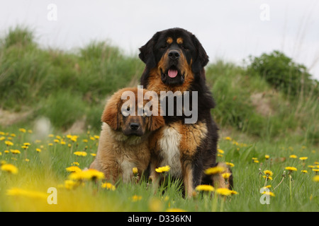 Dog Tibetan Mastiff / do-khyi / Tibetdogge  adult and puppy in a meadow Stock Photo