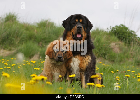 Dog Tibetan Mastiff / do-khyi / Tibetdogge  adult and puppy in a meadow Stock Photo