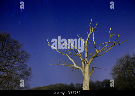 Dead tree taken at night with star trails in the night sky. Stock Photo