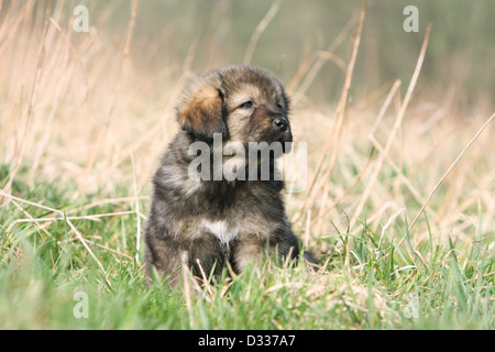 Dog Tibetan Mastiff / do-khyi / Tibetdogge puppy sitting in a meadow