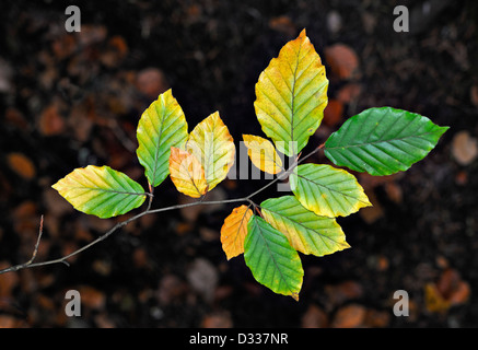 Autumn fall colour in broad-leaved woodlands in Scotland Stock Photo