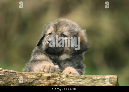 Dog Tibetan Mastiff / do-khyi / Tibetdogge puppy lying on a wood Stock Photo