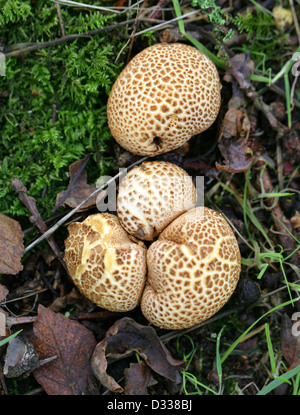 Common Earth Ball Fungus, Scleroderma citrinum, Sclerodermataceae. Stock Photo