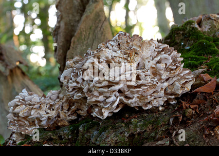 Hen of the Woods, Grifola frondosa, Meripilaceae (Coriolaceae). Aka Hen-of-the-Woods, Ram's Head and Sheep's Head and Signorina. Stock Photo