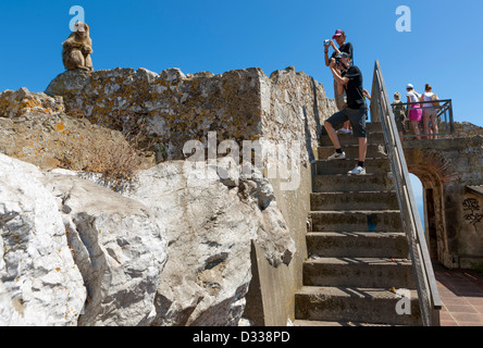 Tourist and Gibraltar Barbary Macaque /Macaca sylvanus/ Stock Photo
