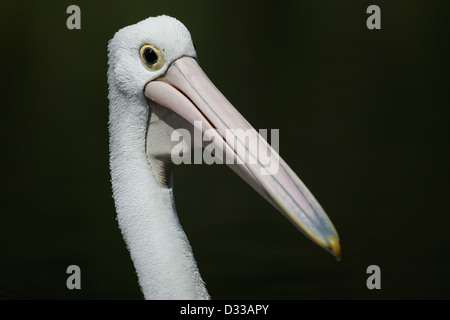 Head portrait of an Australian Pelican ( pelecanus conspicillatus ) swimming on a lake. Stock Photo