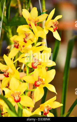 Yellow orchids close up Stock Photo