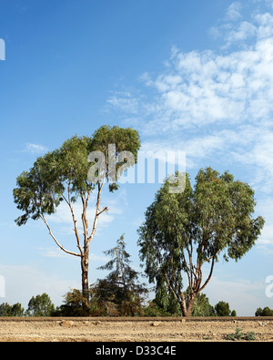 Trees growing in the dry arid climate of Ethiopia on the side of the road Stock Photo