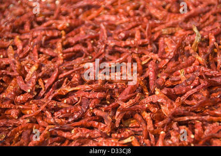 Chili Peppers drying in the sun - Thailand Stock Photo