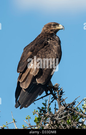 Steppe Eagle (Aquila nipalensis), Maasai Mara National Reserve, Kenya Stock Photo
