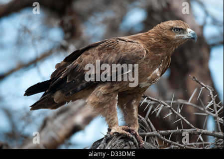 Tawny Eagle (Aquila rapax), Maasai Mara National Reserve, Kenya Stock Photo