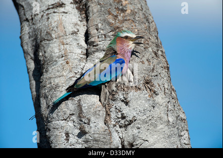 Lilac-breasted Roller (Coracias caudatus), Maasai Mara National Reserve, Kenya Stock Photo