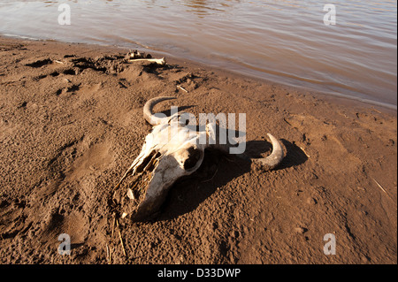 Wildebeest skull next to the Mara river, Maasai Mara National Reserve, Kenya Stock Photo