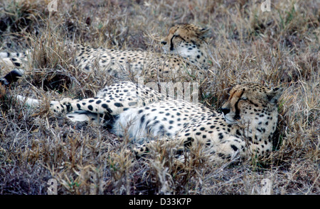 Two well camouflaged resting Cheetahs with heads raised alert in Sabi Sands Game Reserve, South Africa. Stock Photo