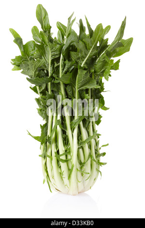 Chicory or catalogna salad Stock Photo