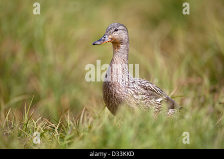 Female Mallard duck Anas Platyrhynchos waddling in long grass on river bank Stock Photo