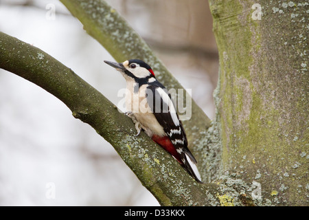 Male Great Spotted Woodpecker Dendrocopos Major in profile perched in a tree Stock Photo