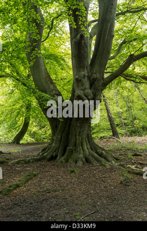 Beech tree in Epping Forest, England, UK Stock Photo