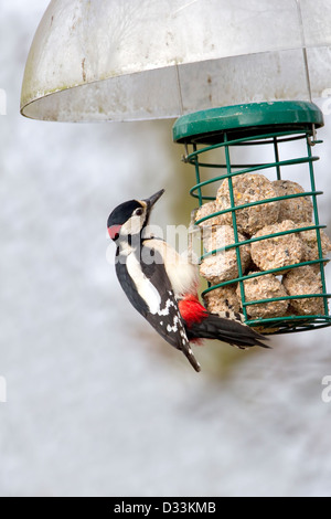 Male Great Spotted Woodpecker Dendrocopos Major feeding on fat balls Stock Photo